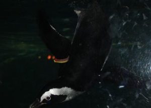 10 Interesting Facts about African Penguins