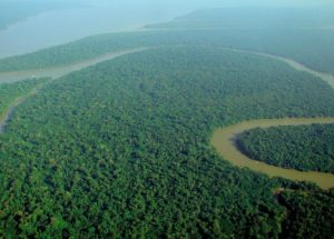 10 Interesting Facts about Amazon Rainforest