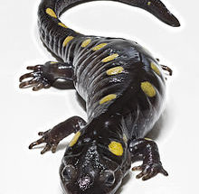 10 Interesting Facts about Amphibians