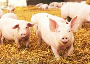10 Interesting Facts about Farming