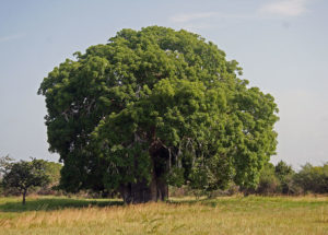 10 Interesting Facts about the African Savanna