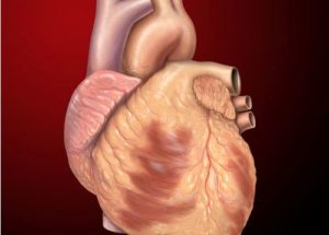 10 Interesting Facts about Heart