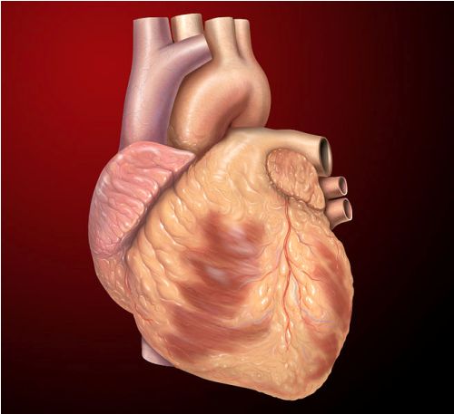 Facts about Heart