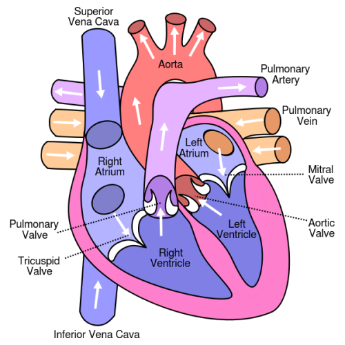 Facts about Heart