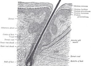 10 Interesting Facts about Hair