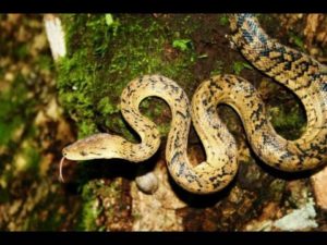 Jamaican boa or Yellow Snake