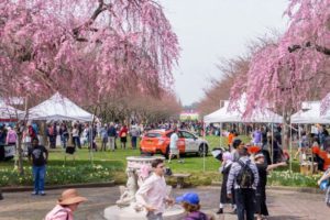 Cherry Blossom Festival