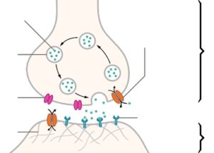 10 Interesting Facts about Nerve Cells