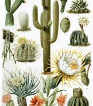 10 Interesting Facts about Cactus Plant