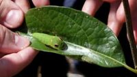 10 Interesting Facts about Caterpillars