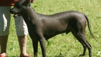 10 Interesting Facts about Xolo
