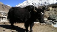 10 Interesting Facts about Yaks