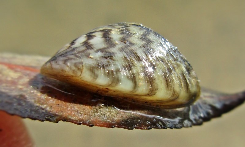 Zebra mussel