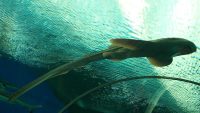 10 Interesting Facts about Zebra Sharks