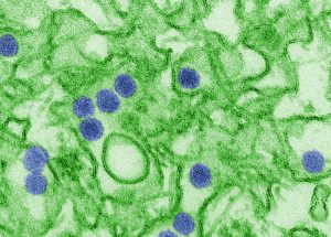 10 Interesting Facts about Zika