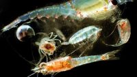 10 Interesting Facts about Zooplankton