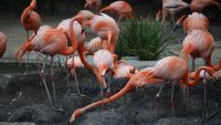 10 Interesting Facts about Zoos