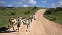 10 Interesting Facts about Zebras