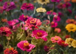 10 Interesting Facts about Zinnias
