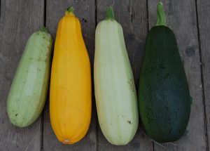 10 Interesting Facts about Zucchini