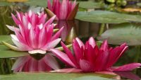 10 Interesting Facts about Water Lilies