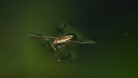 10 Interesting Facts about Water Striders