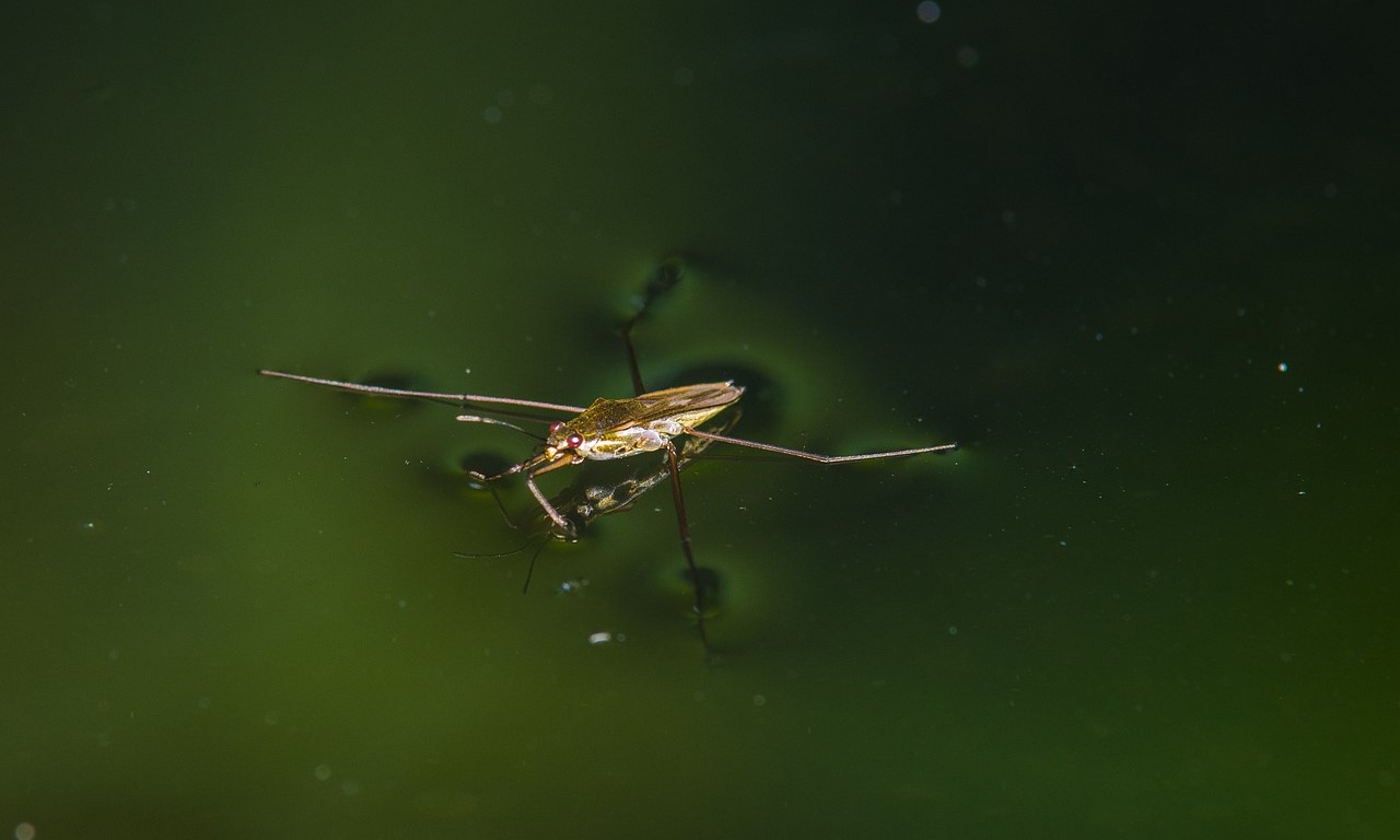 Water striders