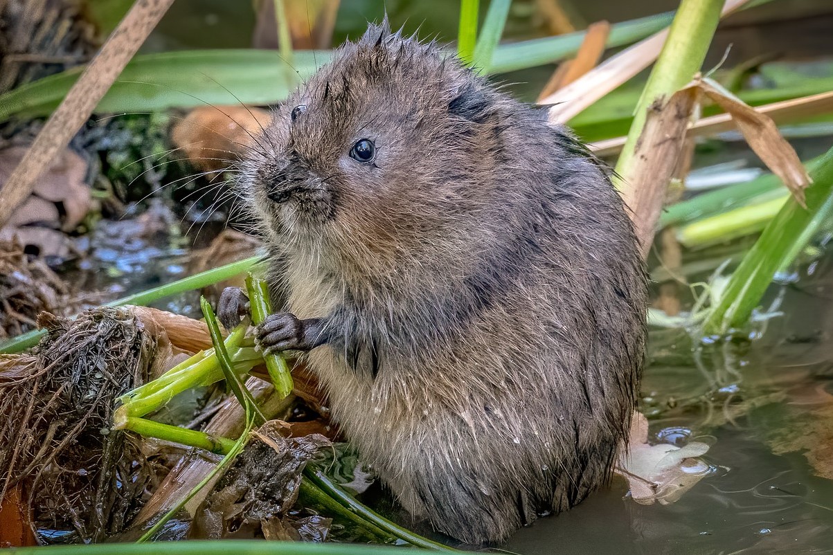 Water vole