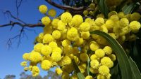 10 Interesting Facts about Wattle
