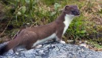 10 Interesting Facts about Weasels