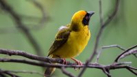 10 Interesting Facts about Weaver Birds