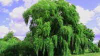 10 Interesting Facts about Weeping Willow Tree