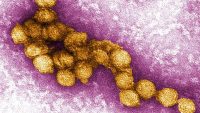 10 Interesting Facts about West Nile Virus