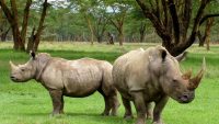 10 Interesting Facts about White Rhinos