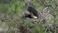10 Interesting Facts about White-bellied Heron