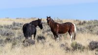10 Interesting Facts about Wild Mustangs
