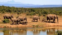 10 Interesting Facts about Wildlife