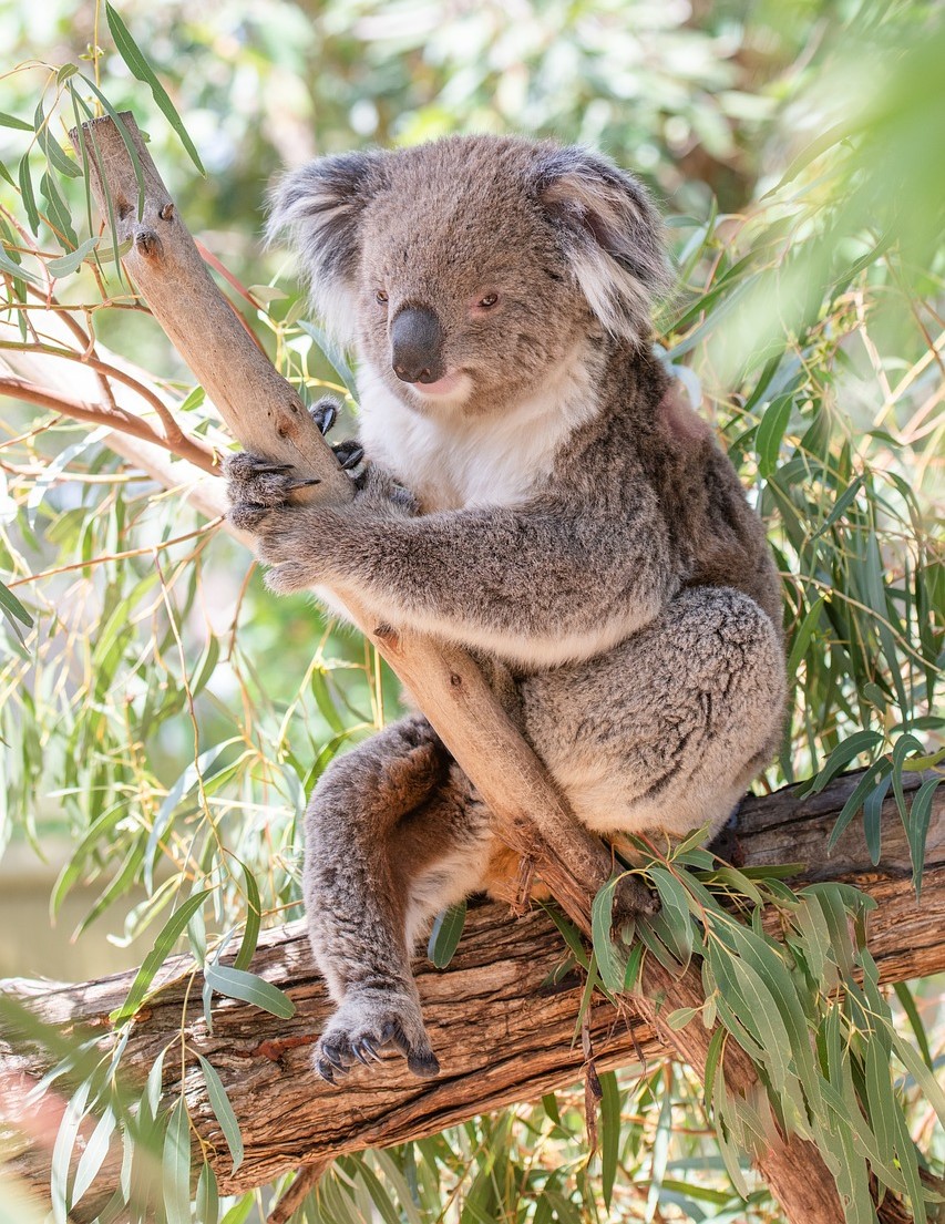 Koala