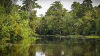 10 Interesting Facts about Wetlands