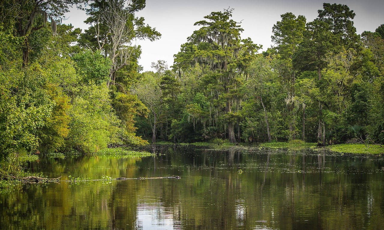 Wetland
