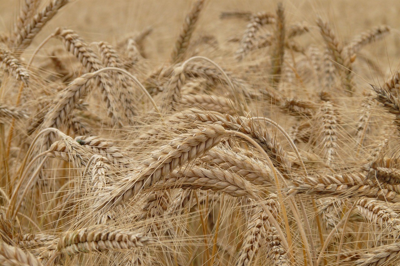 Wheat