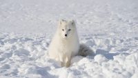 10 Interesting Facts about White Fox