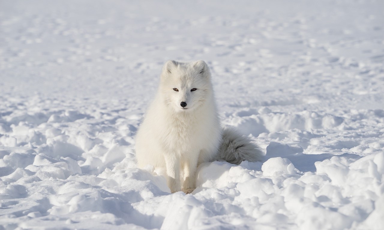 White fox