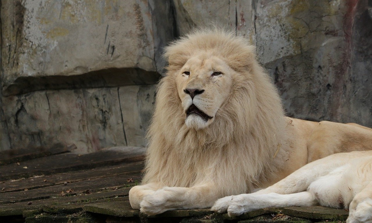 White Lion