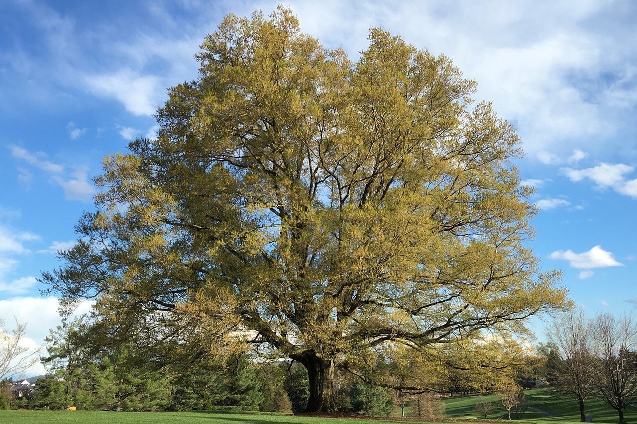 White oak tree
