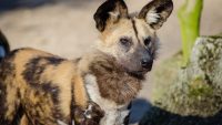 10 Interesting Facts about Wild Dogs