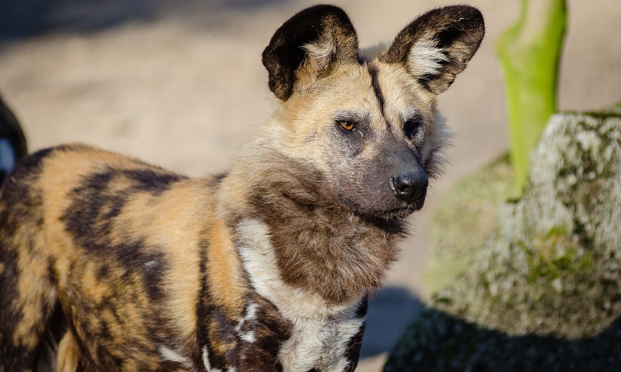 Wild dog