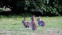 10 Interesting Facts about Wild Rabbits