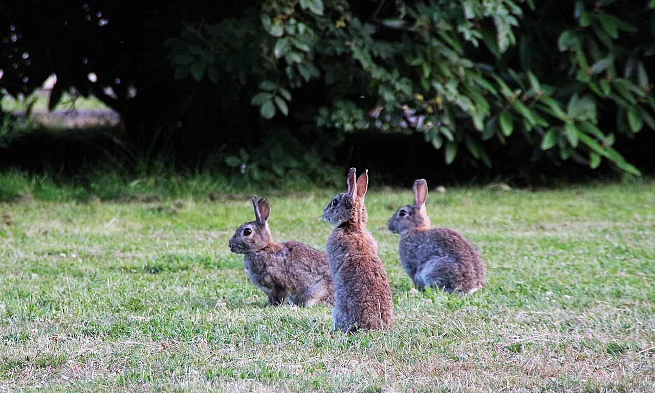 Wild rabbits