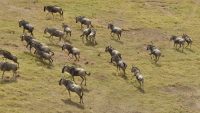 10 Interesting Facts about Wildebeest